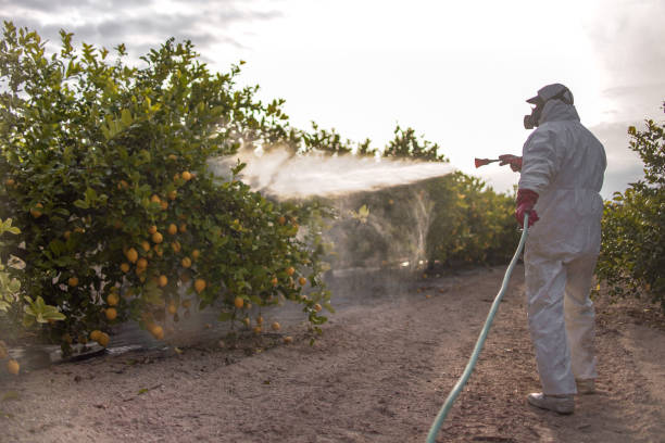 Best Local Pest Control Services  in Bon Secour, AL