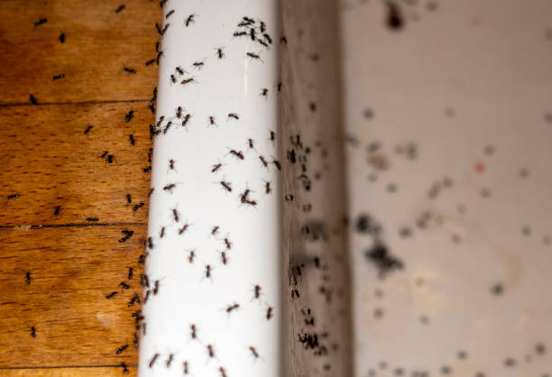 Best Wildlife Control Services  in Bon Secour, AL